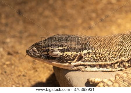 Argus Monitor (varanus Panoptes)