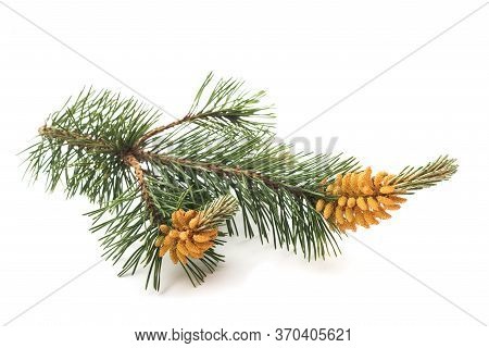 Mugo Pine Branch Isolated On White Background