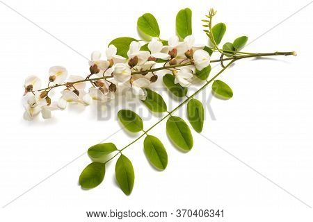 Black Locust Branch And Flowers Isolated On White Background