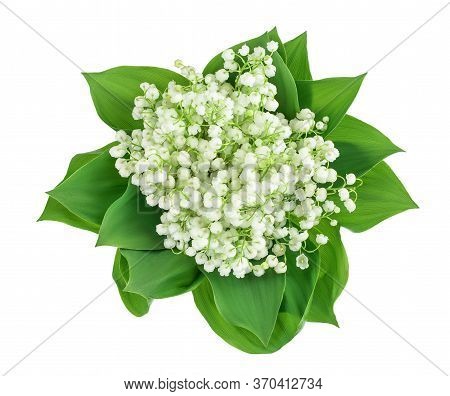Lilly Of The Valley Flowers Isolated On White Background With Clipping Path And Full Depth Of Field.