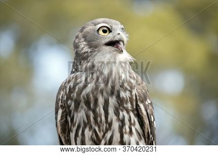 The Barking Owl Has Large Yellow Eyes With Brown And White Feathers And Can Sound Like A Dog Barking