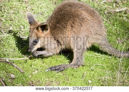 The Joey Swamp Wallaby Has A Brown Body White Cheeks And A Blacki Mask