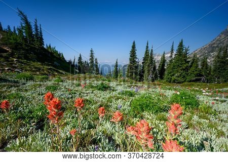 Paintbrush And Wildflowers Stretch Out In Alpine Meadow In Washington Wilderness