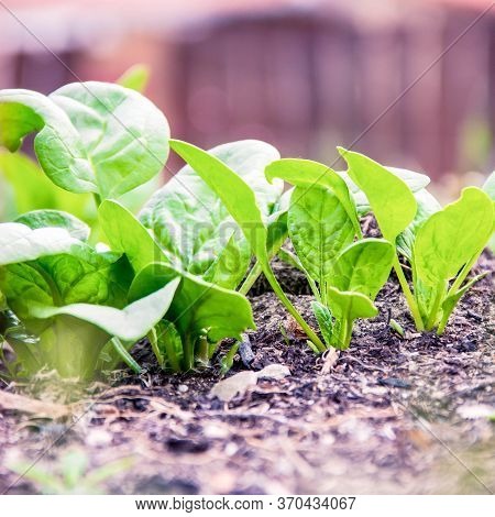 Background Of Fresh Organic Spinach. Healthy Eating Selective Focus.