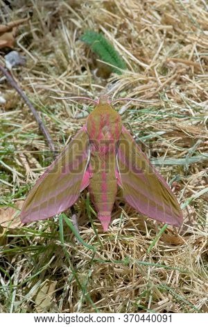 Image Of The Wings And Back Of A Large Elephant Hawk Moth On Dry Grass.
