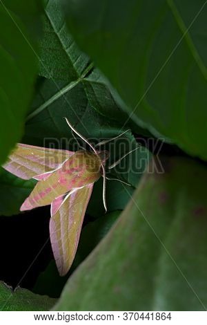 Large Colorful Elephant Hawk Moth Lit By Flash As It Hides Under Layers Of Leaves.