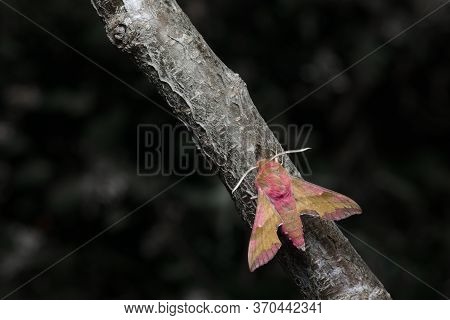 Small Elephant Hawk Moth Colors Pop As It Meets An Ant On A Grey And Brown Barked Branch.