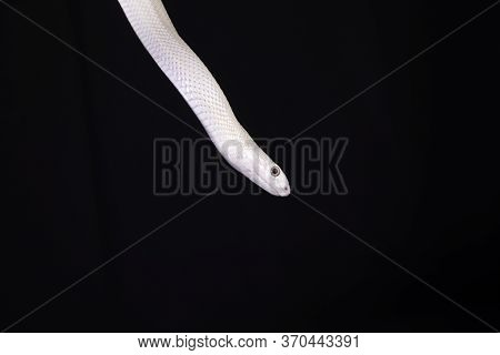 The Texas Rat Snake (elaphe Obsoleta Lindheimeri ) Is A Subspecies Of Rat Snake, A Nonvenomous Colub