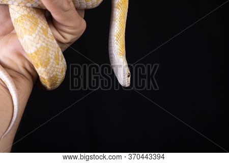 The Texas Rat Snake (elaphe Obsoleta Lindheimeri ) Is A Subspecies Of Rat Snake, A Nonvenomous Colub