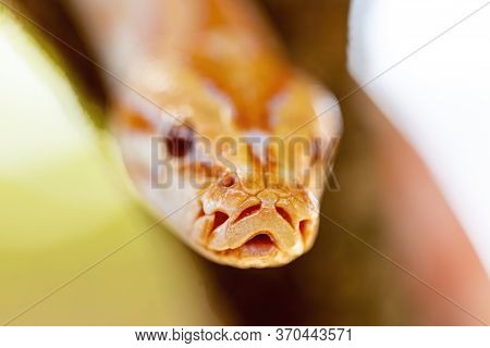 Beautiful Python Molurus Albina On Tree Branch