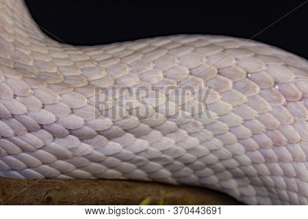 White Snake Skin, Texture, Background