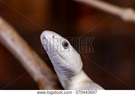The Texas Rat Snake (elaphe Obsoleta Lindheimeri ) Is A Subspecies Of Rat Snake, A Nonvenomous Colub