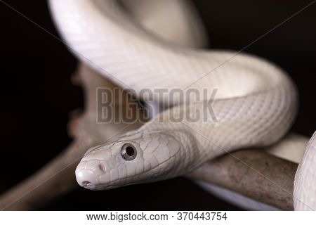 The Texas Rat Snake (elaphe Obsoleta Lindheimeri ) Is A Subspecies Of Rat Snake, A Nonvenomous Colub