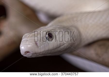 The Texas Rat Snake (elaphe Obsoleta Lindheimeri ) Is A Subspecies Of Rat Snake, A Nonvenomous Colub