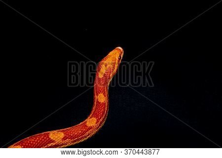 The Corn Snake (pantherophis Guttatus) Is A North American Species Of Rat Snake That Subdues Its Sma