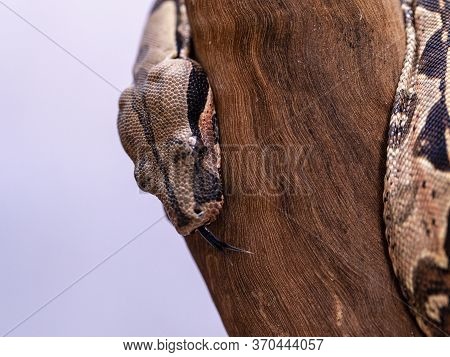 The Boa Constrictor (boa Constrictor), Also Called The Red-tailed Boa Or The Common Boa, Is A Specie