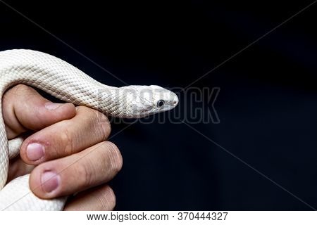 The Texas Rat Snake (elaphe Obsoleta Lindheimeri ) Is A Subspecies Of Rat Snake, A Nonvenomous Colub