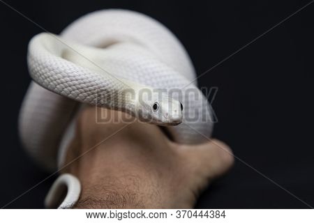 The Texas Rat Snake (elaphe Obsoleta Lindheimeri ) Is A Subspecies Of Rat Snake, A Nonvenomous Colub