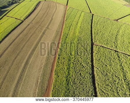 Aerial View Sugar Cane Field In Brazil.