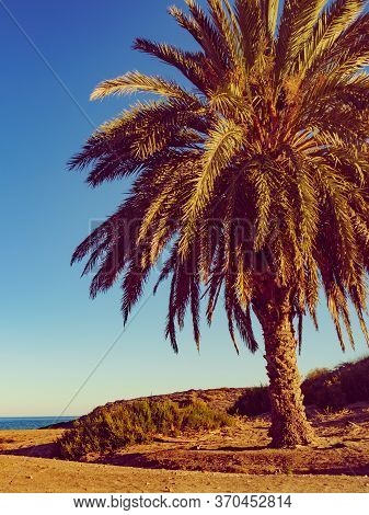 Percheles Beach, Murcia Region Spain. Mazarron Bay. Coastal Landscape With Palm Trees