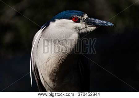 Black-crowned Night Heron Portrait Close-up Detail Photographic Print