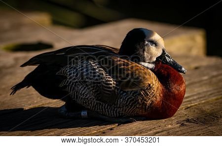 White-faced Whistling Duck Resting In The Afternoon Sunshine The Feathers Are Beautiful And Colorful