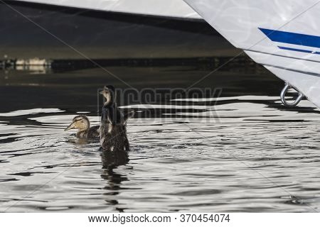 Two Mallard Chicks Duckling In The Mystic River, Flapping Its Little Wings