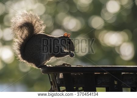 Backlit Grey Squirrel Eating Trash Food Standing On The Trash Bin
