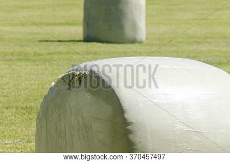 Green Field With Two Green Rolls Of Ensilage Or Bales Of Hay, Wrapped In Green Plastic. In Spring Su
