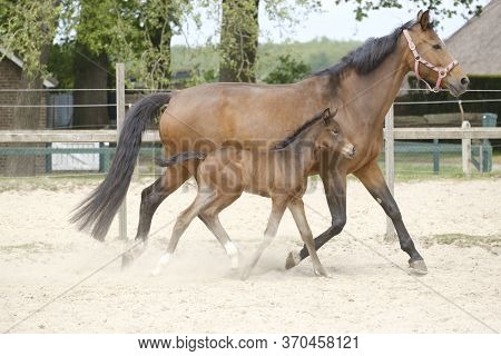 Little Brown Foal, Trosts Next To The Mother, One Week Old, During The Day With A Countryside Landsc