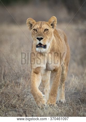 Vertical Shot Of One Adult Lioness Looking Alert And Walking In Ndutu Reserve Tanzania