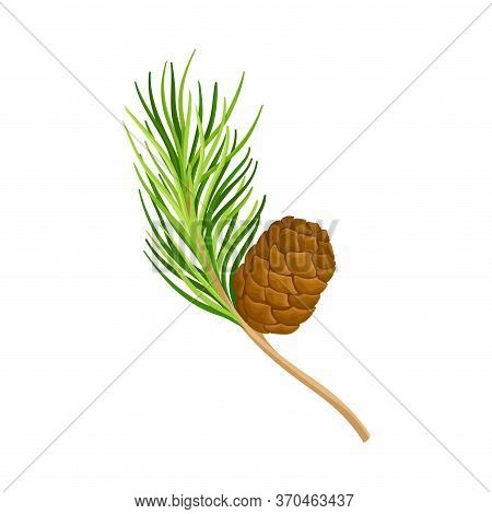 Green Branch Of Cedar With Needle-like Leaves And Barrel-shaped Brown Seed Cones Vector Illustration
