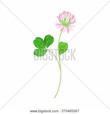 Clover Or Trefoil With Dense Spike Of Purple Flower And Trifoliate Leaves Vector Illustration