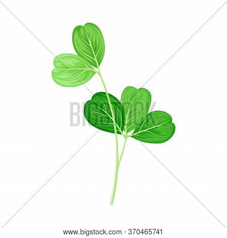 Green Trifoliate Clover Leaf On Stem Vector Illustration