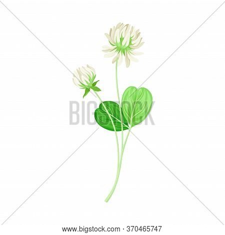 Clover Or Trefoil With Dense Spike Of White Flower And Trifoliate Leaves Vector Illustration