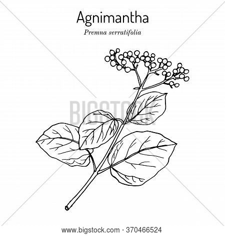 Agnimantha Premna Serratifolia , Medicinal Plant. Hand Drawn Botanical Vector Illustration