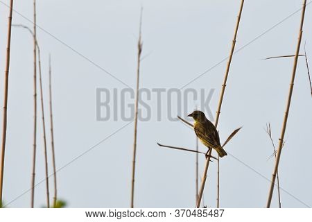 Female Village Weaver Bird In Wetland (ploceus Cucullatus), Mossel Bay, South Africa