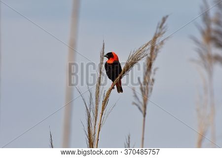 Male Red Bishop Weaver Bird (euplectes Orix), Mossel Bay, South Africa