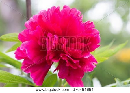 Flower Paeonia Officinalis Close-up. Paeonia Officinalis Has Blossomed On The Site