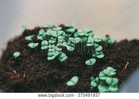 Basil Plants Grown On Land, Concept Of Rebirth And Re-growth. Plants Growing.