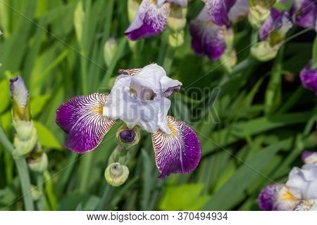 Flower Iris Versicolor Close-up. Iris Versicolor Has Blossomed On The Site