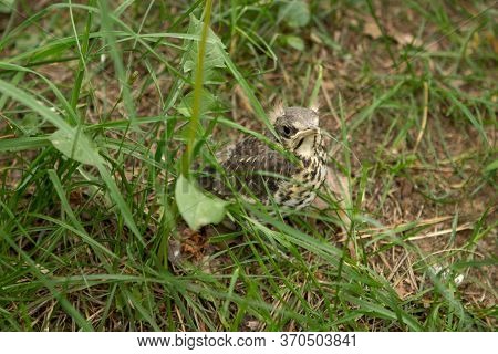 The Grown Thrush Nestling Sits In The Grass