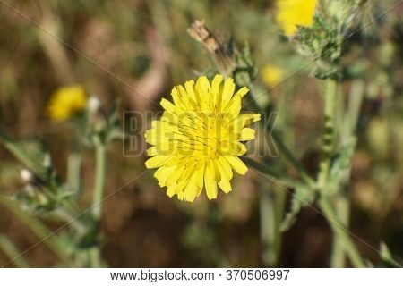 Dandelion Flower Weed Close Up For Plant Identification