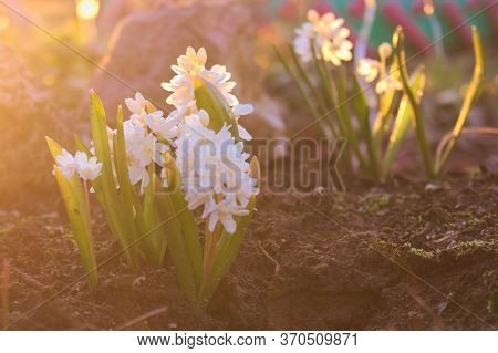 Photo Of Garden Primroses Of Pushkin In The Sun