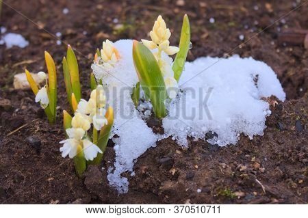 Photo Of Pushkin's Garden Primrose Under The Snow