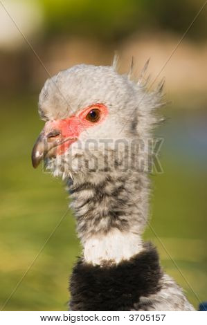 Sydlige Screamer