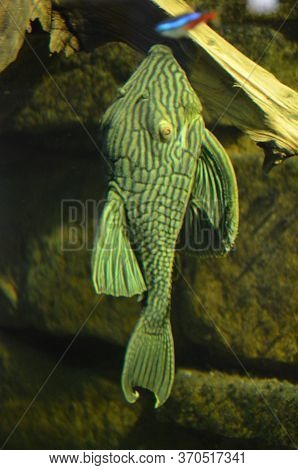The Tropical Fish In Aquarium, Berlin (germany)