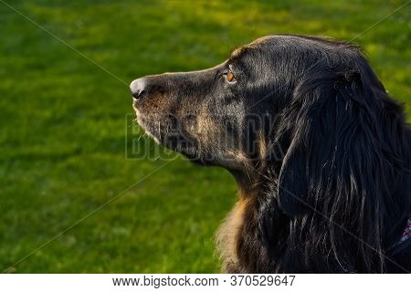 Portrait Of A Happy Black And Orange Hovawart Dog. Hovawart Female Closeup. Black Dog Portrait For C