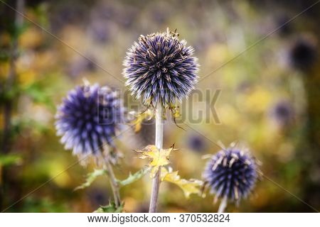 Close Up Of 3 Blue/purple Globe Thistles, With Foliage In The Background, With A Shallow Depth Of Fi