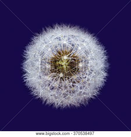 Isolated Dandelion Sead Head With Dew Drops, On Purple.